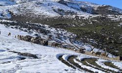 Muş’ta bahar heyecanı kısa sürdü, kış yeniden geldi