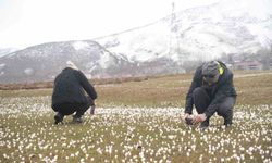 Muş’ta doğa uyanıyor: Çiğdemler yeniden açtı