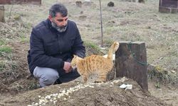 Muş'ta öldürülen adamın kedileri mezarını terk etmiyor