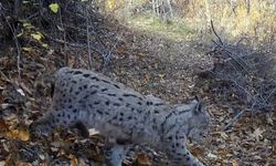 'Ormanın Hayaleti' vaşak kamerada