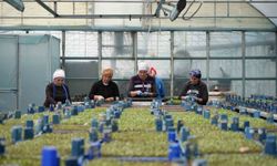Profesyonel üretimle milyonlarca sebze fidesi yetiştiriliyor