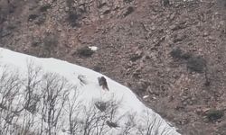 Pülümür Vadisi’nde ayıların neşeli halleri görüntülendi