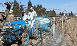 Tarım Müdürlüğü uyardı: Bordo bulamacı uygulamasında zamanlama önemli