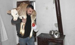 Tatvan’da yaralı buzağı evde özel tedavi ediliyor