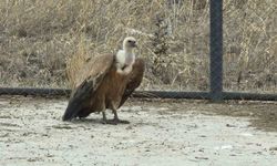 Tedavisi tamamlanan yaban kuşları yeniden gökyüzüne hazırlanıyor