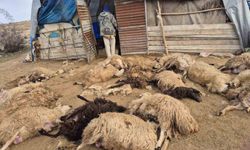 Tunceli'de kurt sürüye daldı: 64 koyun telef, 11 koyun yaralı