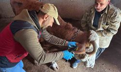 Tunceli'de şap aşılama kampanyası devam ediyor