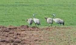 Türkülerin ilham kaynağı turnalar Tunceli’de