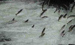 Üreme göçündeki inci kefallerine Jandarma kalkanı