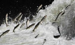 Van Gölü Havzası’nın doğusunda yağış bereketi: Tarım ve inci kefali göçüne olumlu etki