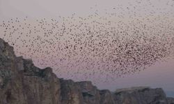 Van Kalesi’nde sığırcıkların gökyüzü dansı