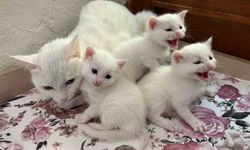 Van Kedisi Araştırma Merkezi’nde yavru sevinci