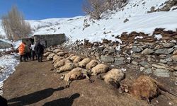 Van’da ahır alevlere teslim oldu: 67 hayvan telef