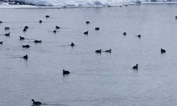 Van'da Kaz Gölü kuşlarla şenlendi