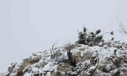 Yaban hayatı için koruma zamanı: Av yasağı başladı