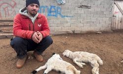 Yeni doğan kuzularda ölümcül tehlike: ‘Kuzu Septisemisi’