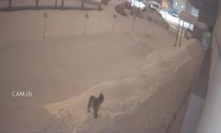 Yüksekova şehir merkezinde vaşak kameralara yakalandı