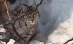 Yüksekova'da yerleşim alanına inen vaşak kaydedildi