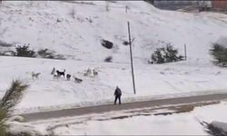 Ahlat’ta korku dolu anlar: Köpek sürüsü öğrenciyi çevreledi