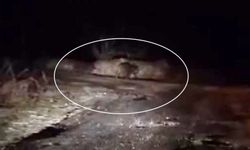 Ahlat’ta domuz sürüsü görüntülendi