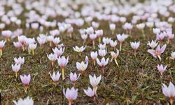 Baharın habercisi çiğdemler Güzeldere Vadisi’ni renklendirdi