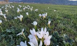 Güroymak’ta çiğdem çiçekleri görsel şölen oluşturdu