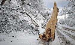 Ahlat’ta karların ağırlığına dayanamayan ağaçlar devrildi