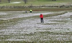 Güzeldere Vadisi’nde çiğdemler açtı, doğaseverler akın etti