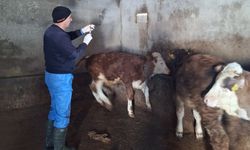 Adilcevaz’da büyükbaş hayvanlara aşılama çalışmaları başladı