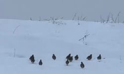 Tatvan’da keklik sürüsü görüntülendi