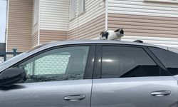 Tatvan’da kedinin rahat tavırları dikkat çekti