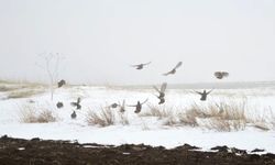 Ahlat’ta kar üzerinde çil keklik sürüsü görüntülendi