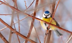 Tatvan’da rengârenk kuşlar objektiflere yansıdı