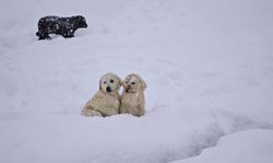 Tatvan’da kar altındaki yavru köpekler yürekleri ısıttı