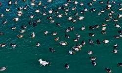 Nazik Gölü’nde doğa canlandı: Ördekler göl yüzeyini renklendirdi