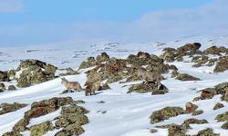 Yol kenarında yiyecek arayan tilkiler dron kamerasında