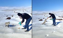 Kar altında yiyecek bulamayan tilkiye işçiler sahip çıkıyor