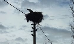 Güroymak’ta leylekler yuvalarına döndü