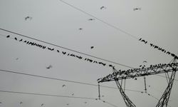 Ahlat’ta kargalar yüksek gerilim hatlarına tünedi