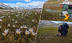 Güzeldere Vadisi’nde çiğdem şöleni