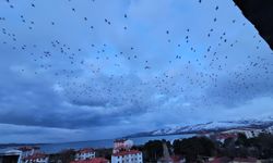 Tatvan’da sığırcık sürüleri gökyüzünde görsel şölen oluşturdu