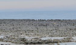 Adilcevaz sahillerinde mikrobiyalitler gün yüzüne çıktı