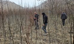 Tescilli Adilcevaz ceviz fidanı satışları başladı