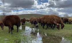 Ağrı'da 120 bin lira maaşa rağmen çoban krizi yaşanıyor