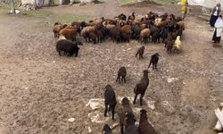 Ağrı’da kuzuların neşeli kavuşması yüzleri gülümsetti