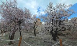 Akdamar Adası'nda renk şöleni sunuyor