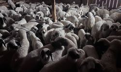 Bahar geldi, kuzular annelerine koştu