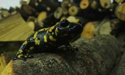 Benekli Semenderler doğaya döndü, zararın bedeli 557.212 TL