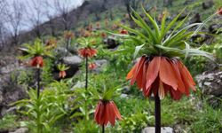 Bingöl'de ters laleler açtı: Koparmanın bedeli 700 bin TL