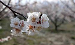 Çiçek açan ağaçların görselliği hayran bıraktı